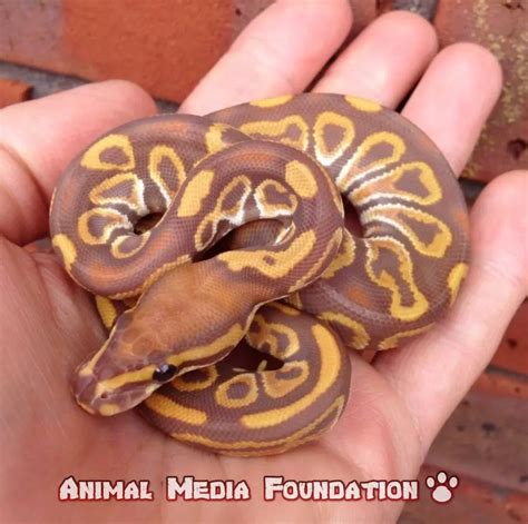 Image result for Ball Python Not Eating