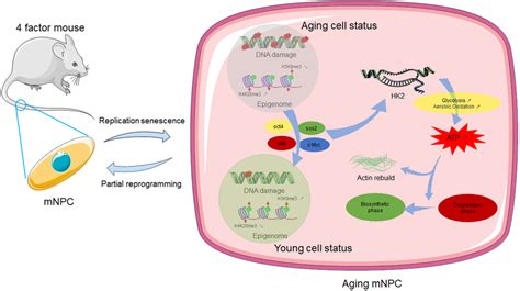 Image result for Partial Reprogramming