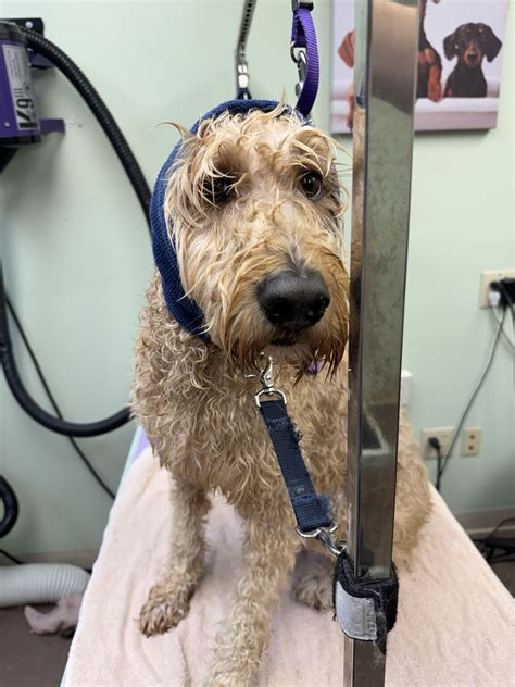 Hayley Anderson, CCSP on LinkedIn: #groomexpo24 #oliverthegoldendoodle ...