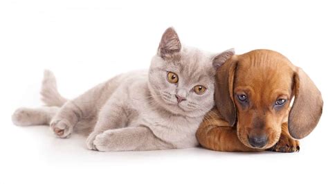 Cute Dog and Cat Wallpaper - PixelsTalk