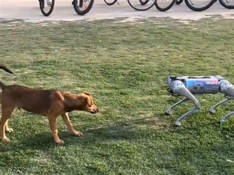 Heartwarming Video of Robot Dog Falling for Real Dog While Playing Goes ...