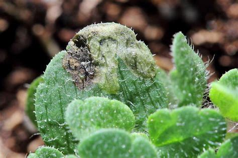 PlantFiles Pictures: Veronica Species, Spiked Speedwell (Veronica ...