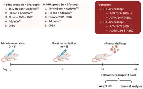 Immunity and Protective Efficacy of a Plant-Based Tobacco Mosaic Virus ...