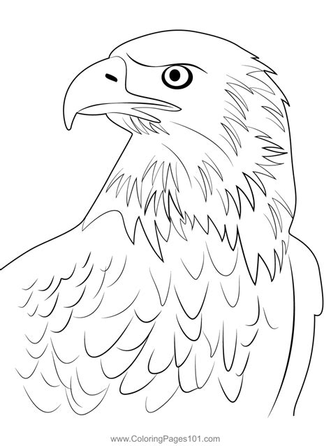 Bald Eagle Coloring Page