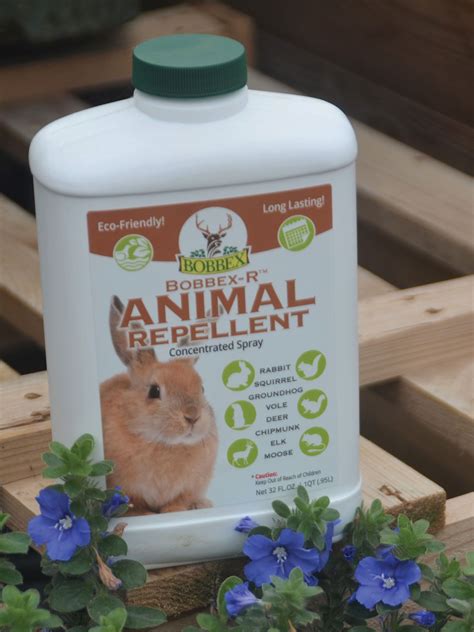 Rabbits, Rabbits Everywhere | Learn About Repellents & Resistant Plants