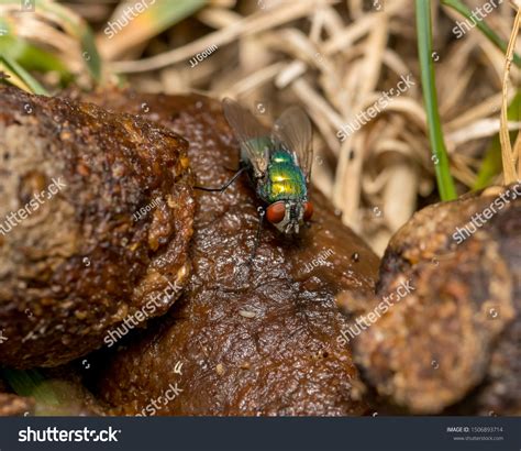 Does Flies Eat Dog Poop