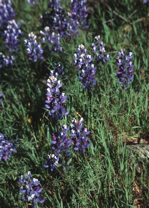 Nature Plant 的图像结果