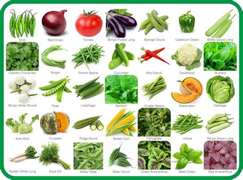 Agnico 35 Variety Of Vegetable Seeds Combo Pack With Instruction Manual ...