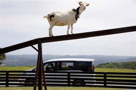 So People Practice Social Distancing, An Animal Farm In Japan Has ...