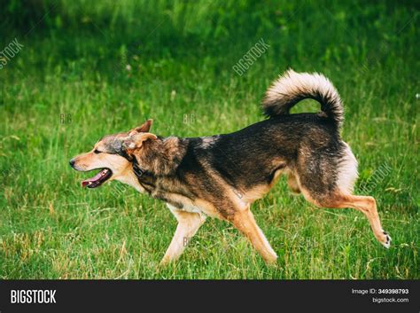 Are 3 Legged Dogs Happy
