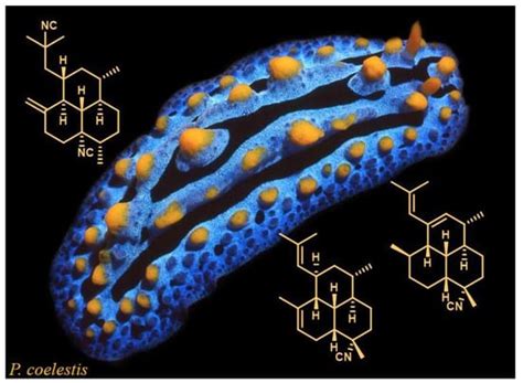 Amphilectene Diterpene Isonitriles and Formamido Derivatives from the ...