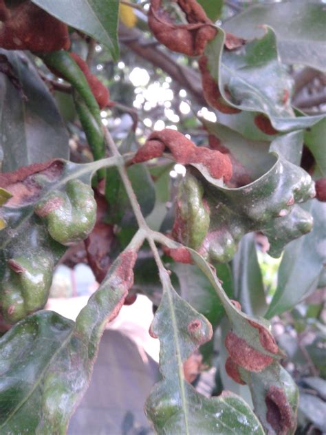 Image result for Lychee Tree Problems