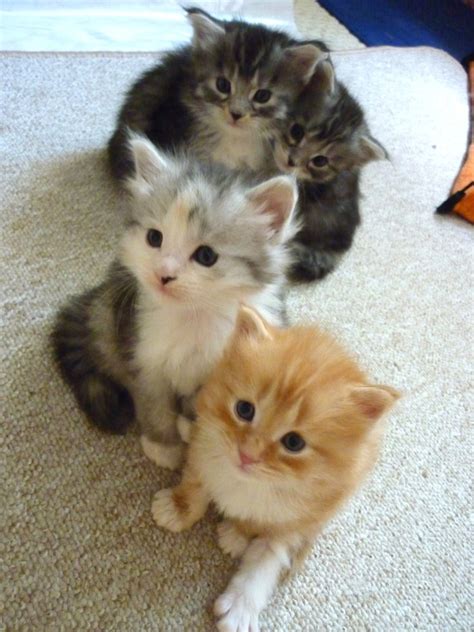 Wunderschöne Maine Coon Norweger Kitten in liebevolle Hände abzugeben ...