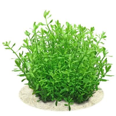 Bacopa monnieri 'Green' - Growow Tc Plant – LM Pet Shop