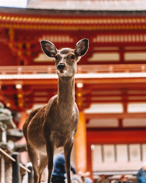 Japan Pretty Places 的图像结果