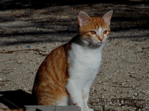 What is my cat allergic to? | FirstVet