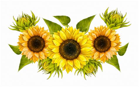 Watercolor Sunflower Image