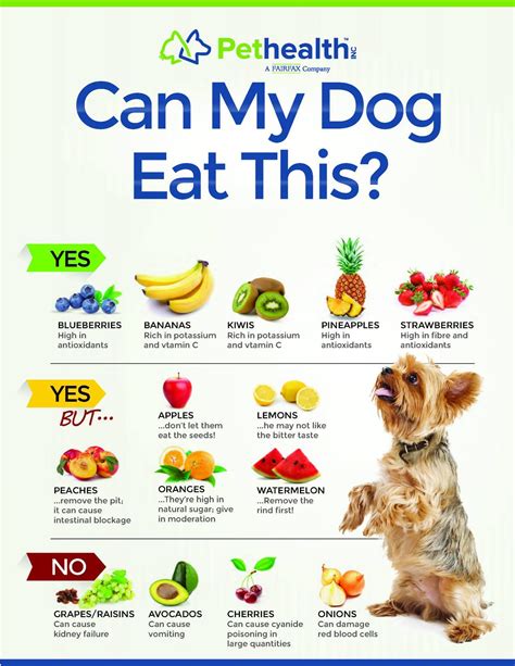 What Fruits And Vegetables Are Safe For Dogs