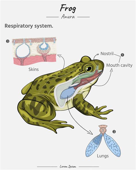 Premium Vector | Anatomy of frog respiratory system lungs skins mouth ...