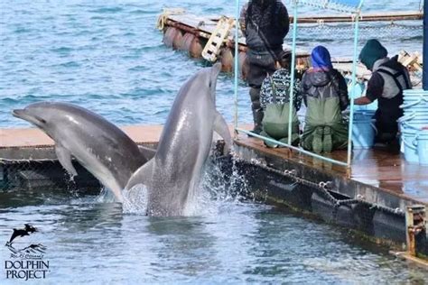 日本捕杀海豚，跟中国有什么关系？_进行