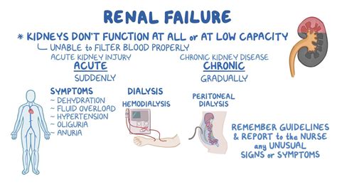 Renal function - Dbr-yakutia.ru