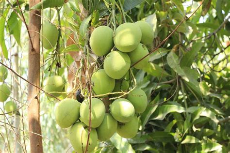 Tips for Growing Mango Tree 的图像结果