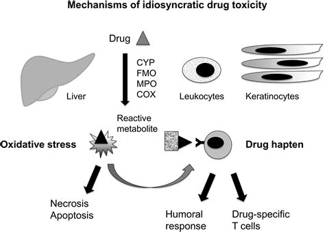 Idiosyncratic Drug Toxicity Affecting the Liver, Skin, and Bone Marrow ...
