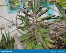Image result for 落地生根 Kalanchoe daigremontiana