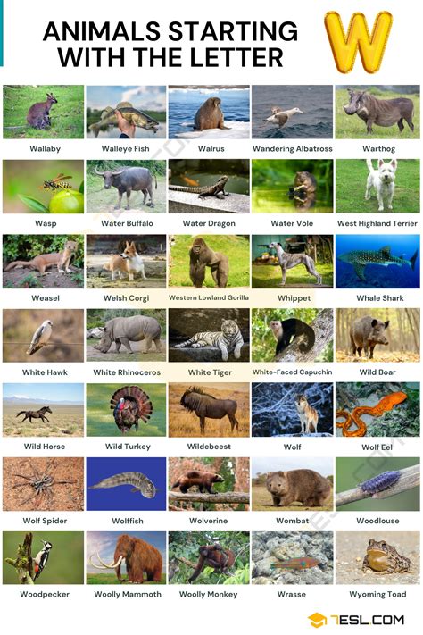 Animals That Start With W Animals Beginning With W Animal Corner