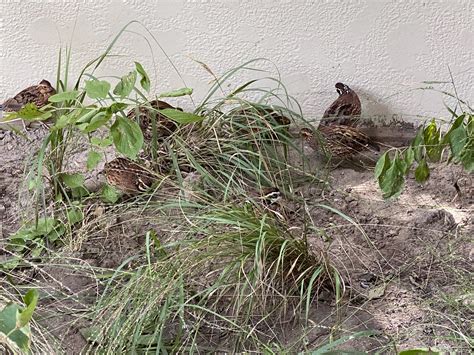 Bobwhite Quail Nest