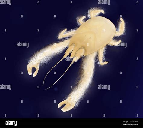 Japanese Yeti Crab at Debra Millender blog