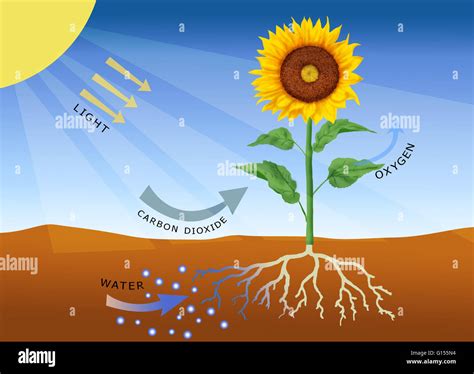 Photosynthesis, computer artwork. Photosynthesis is the process by which most plants (as well as ...