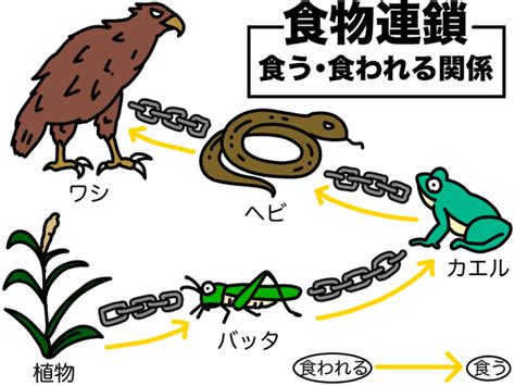 Image result for Computer Graphics Algo