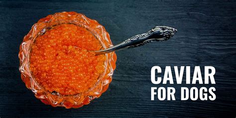Caviar for Dogs – Is It Safe, Quantity, Health Benefits & FAQ