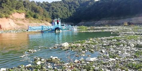 龙湖渔业人出动保洁船打捞河道水葫芦
