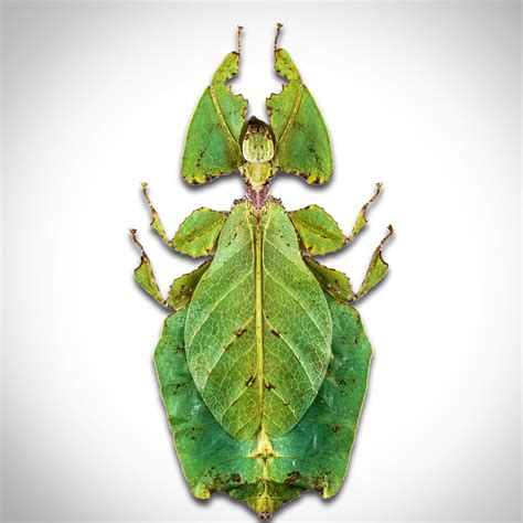 Leaf Phylliidae Authentic Mimic Insect // Custom Frame - RARE-T - Touch ...