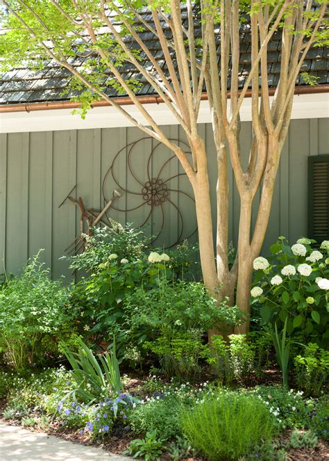 Image result for Pruning Crape Myrtle Tree