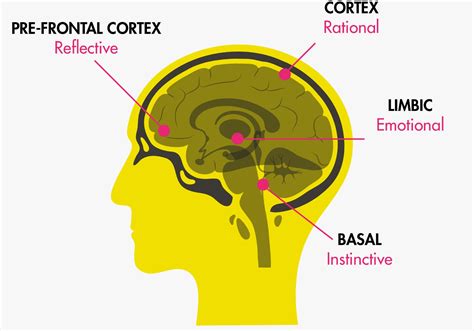 Introducing The Brain Types | The Happiness Index