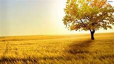 Free Background by 40 Hd Tree Wallpapers Backgrounds For Free Free Background