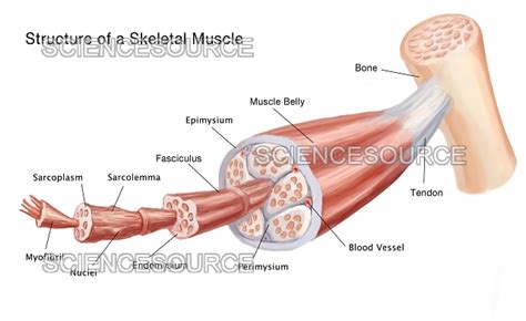 Image result for Skeletal Muscle Structure Labeled