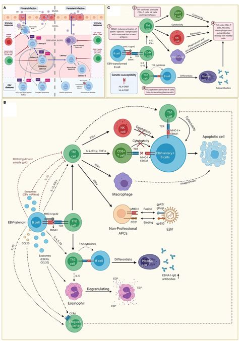 Frontiers | Epstein-Barr Virus and the Origin of Myalgic Encephalomyelitis or Chronic Fatigue ...