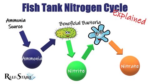 Aquarium Nitrogen Cycle Steps