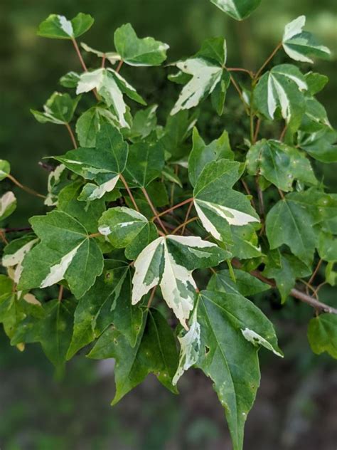 Acer buergerianum 'Inazuma nishiki' - Inazuma nishiki trident maple ...
