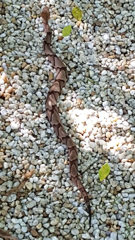 South Carolina venomous snakes biting at record pace | News ...