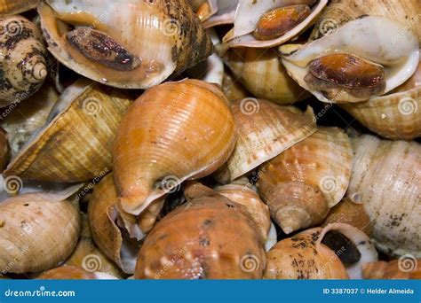 Shellfish snails stock image. Image of element, creature - 3387037