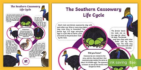 Cassowary Life Cycle Display Poster