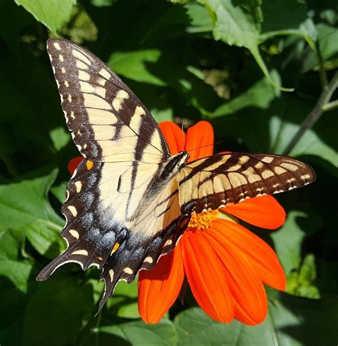 Orange Butterfly Pictures