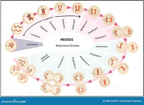 General Overview Of Meiosis 1 Royalty-Free Stock Image | CartoonDealer ...