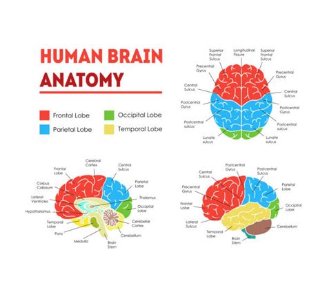 Normal Human Brain 的图像结果
