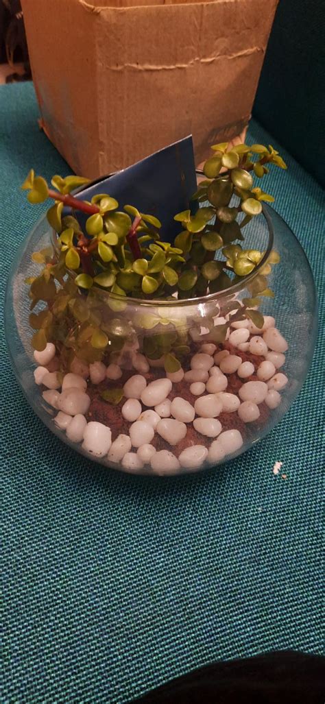 FlowerAura Decorative Air Purifying Sansevieria Snake Live Terrarium ...